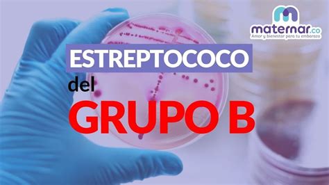 estreptococo del grupo b cual es